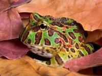 Green Horned Frog