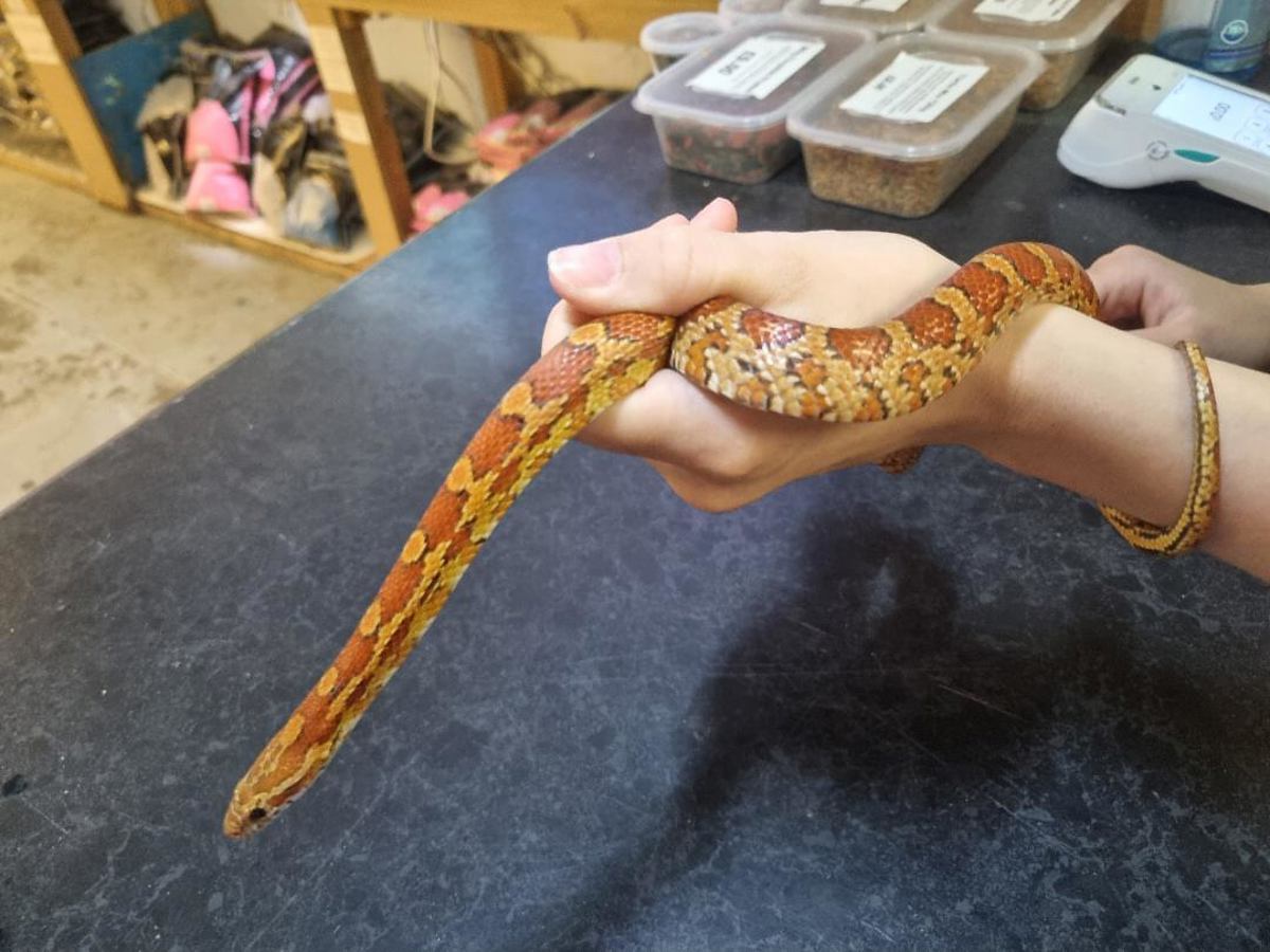 Corn Snake