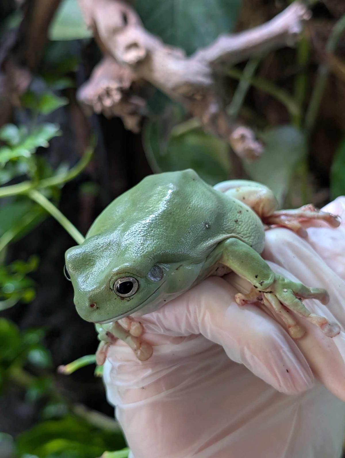 Whites Tree Frog 
