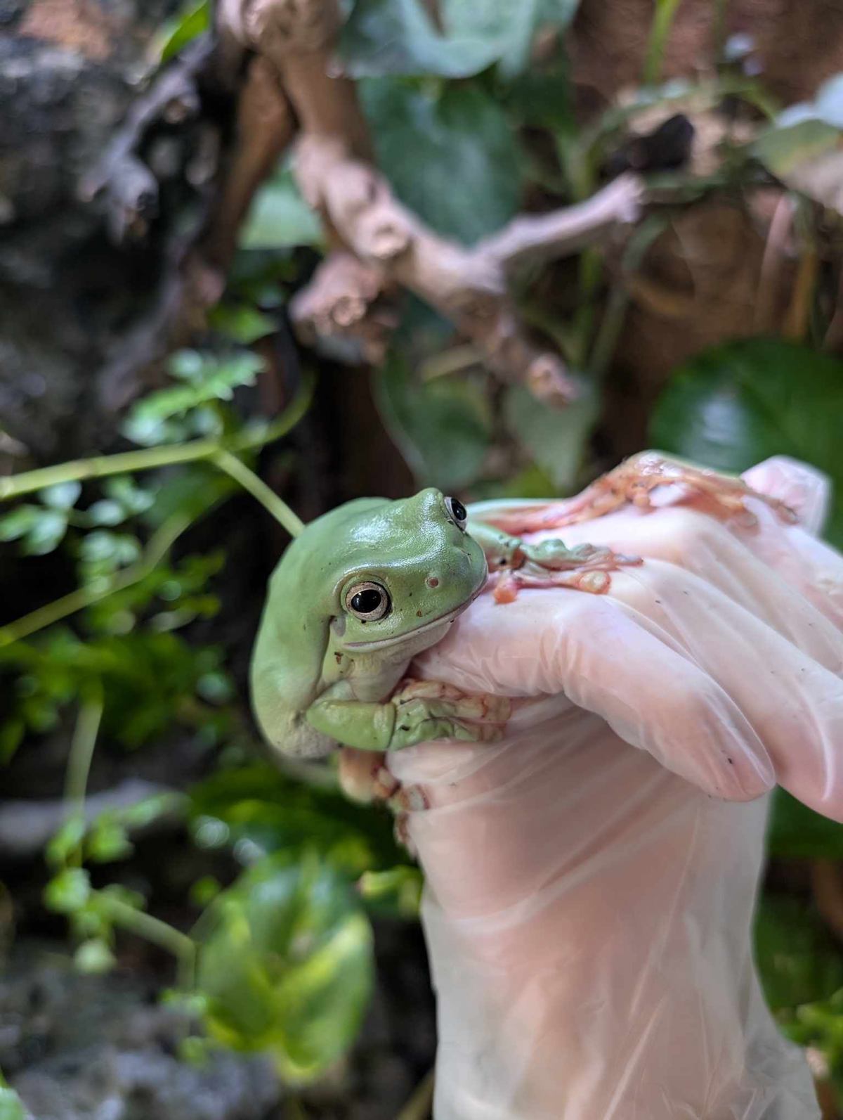 Whites Tree Frog 