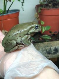 Whites Tree Frog