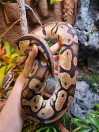 Royal Python