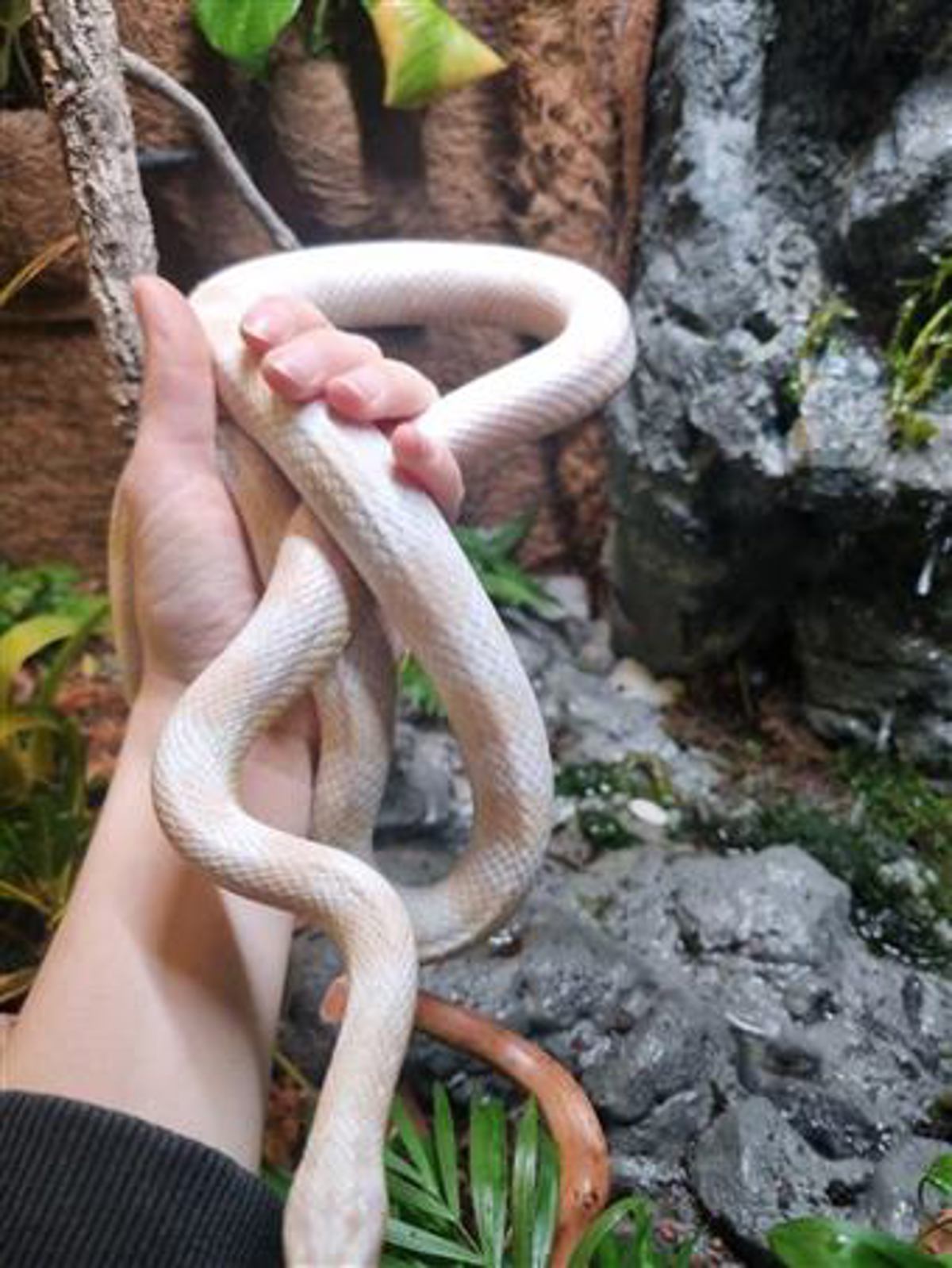 Corn Snake (Snow)