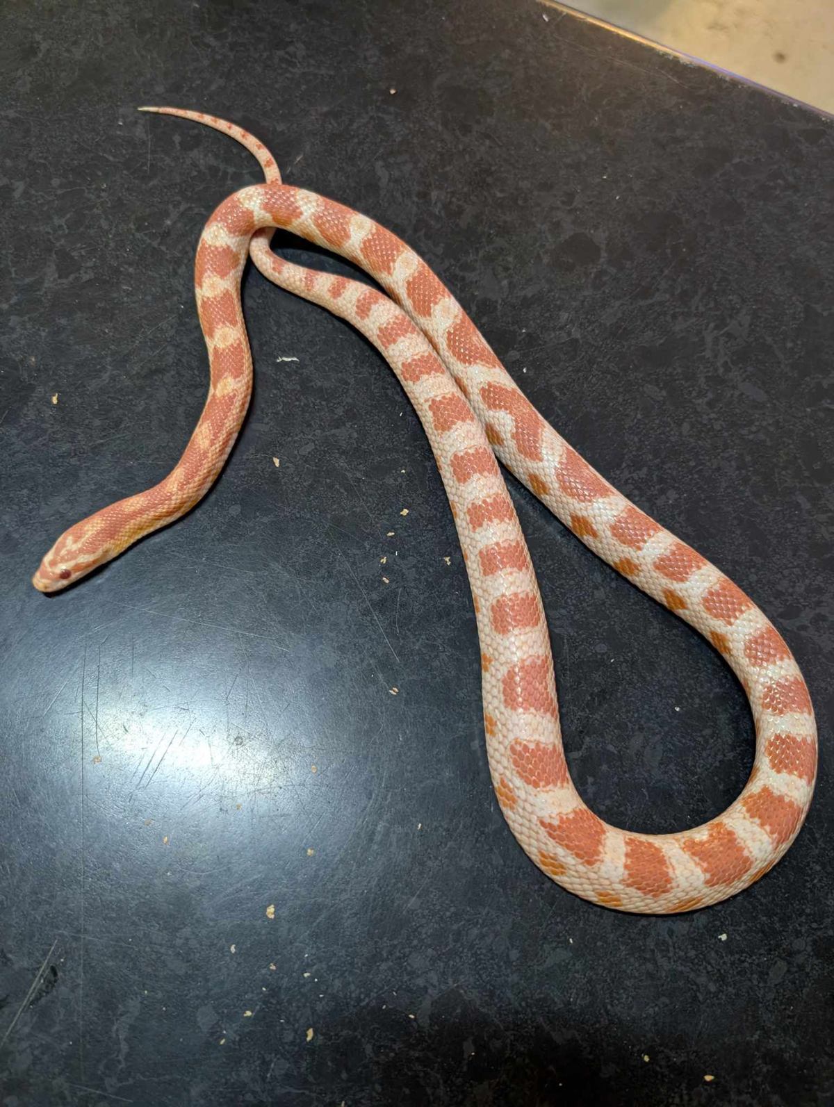 Corn Snake