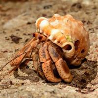 Caribbean Hermit Crab