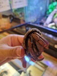 Caribbean Hermit Crab 