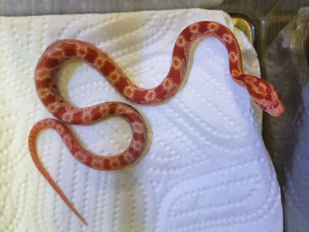 Corn snake 