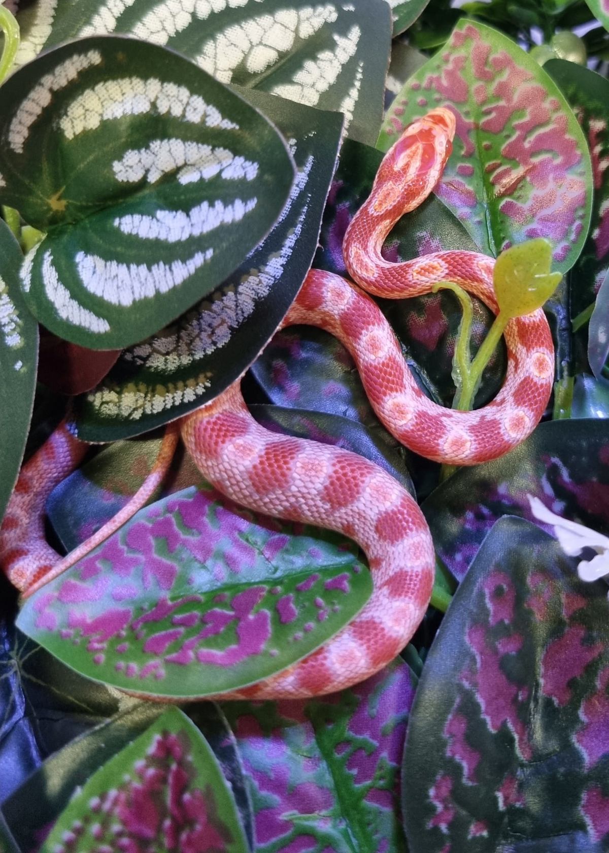 Corn snake 