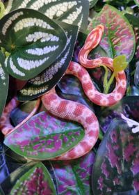 Corn snake 