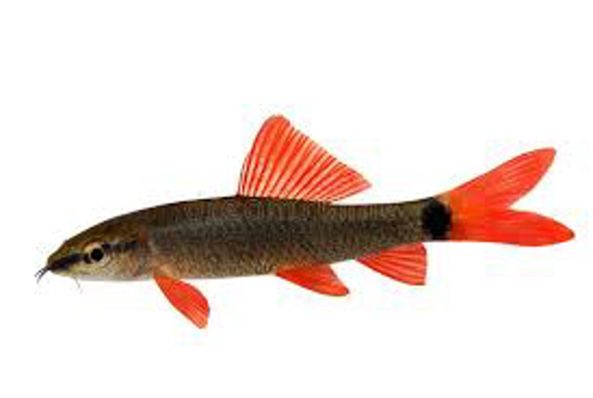 Ruby Shark
