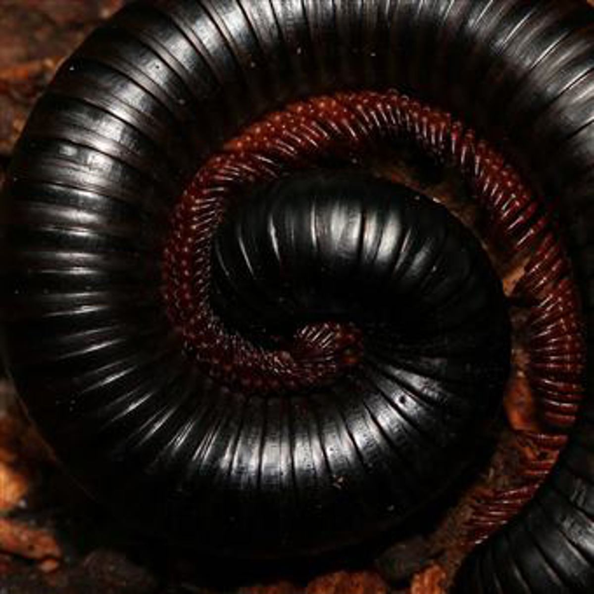 African Train Millipede