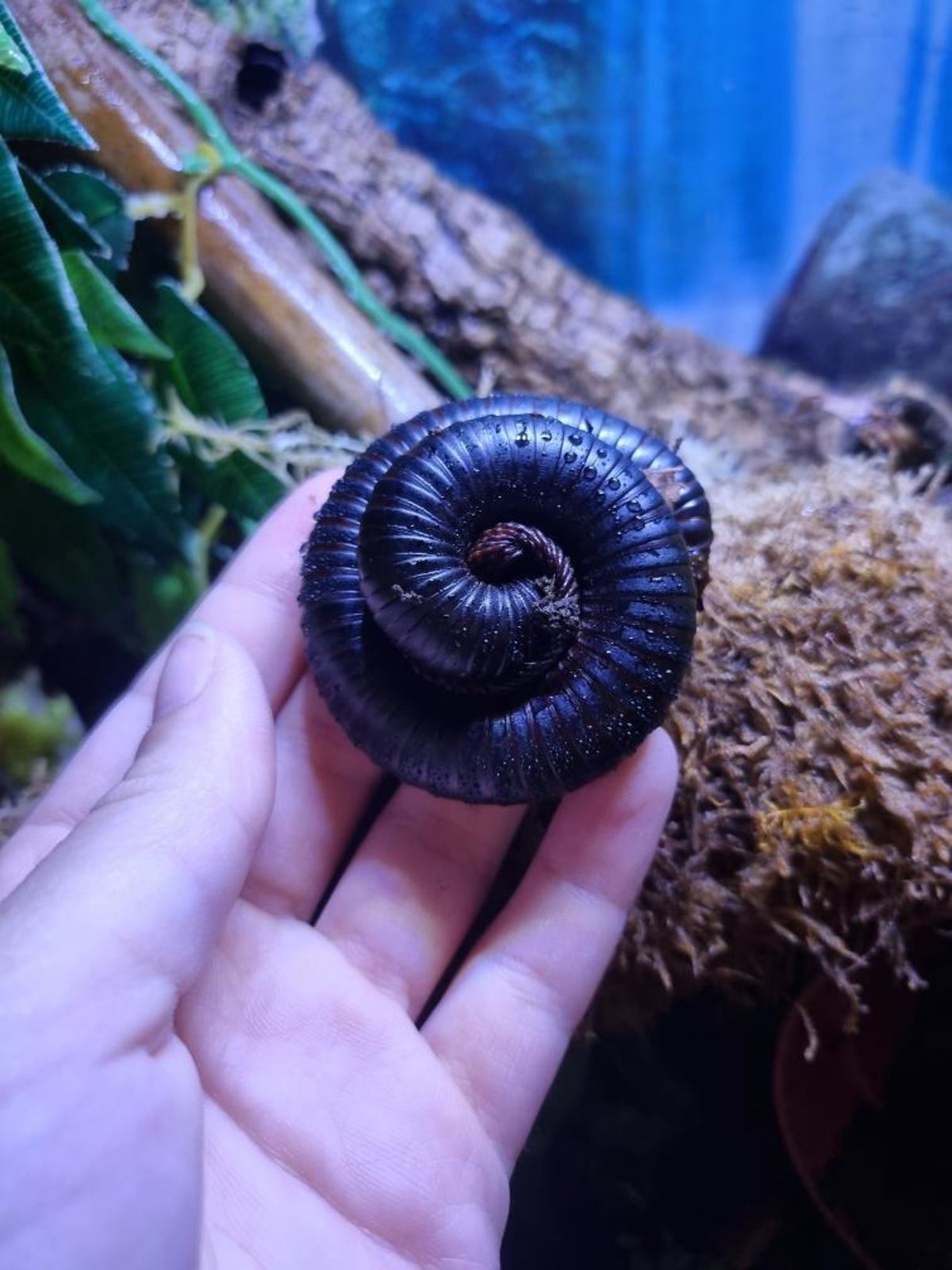 African Train Millipede