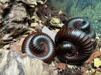 African Train Millipede