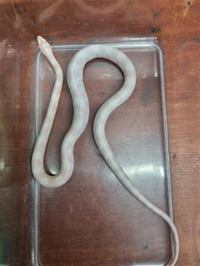 Corn snake (snow)