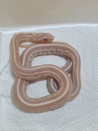 Corn snake