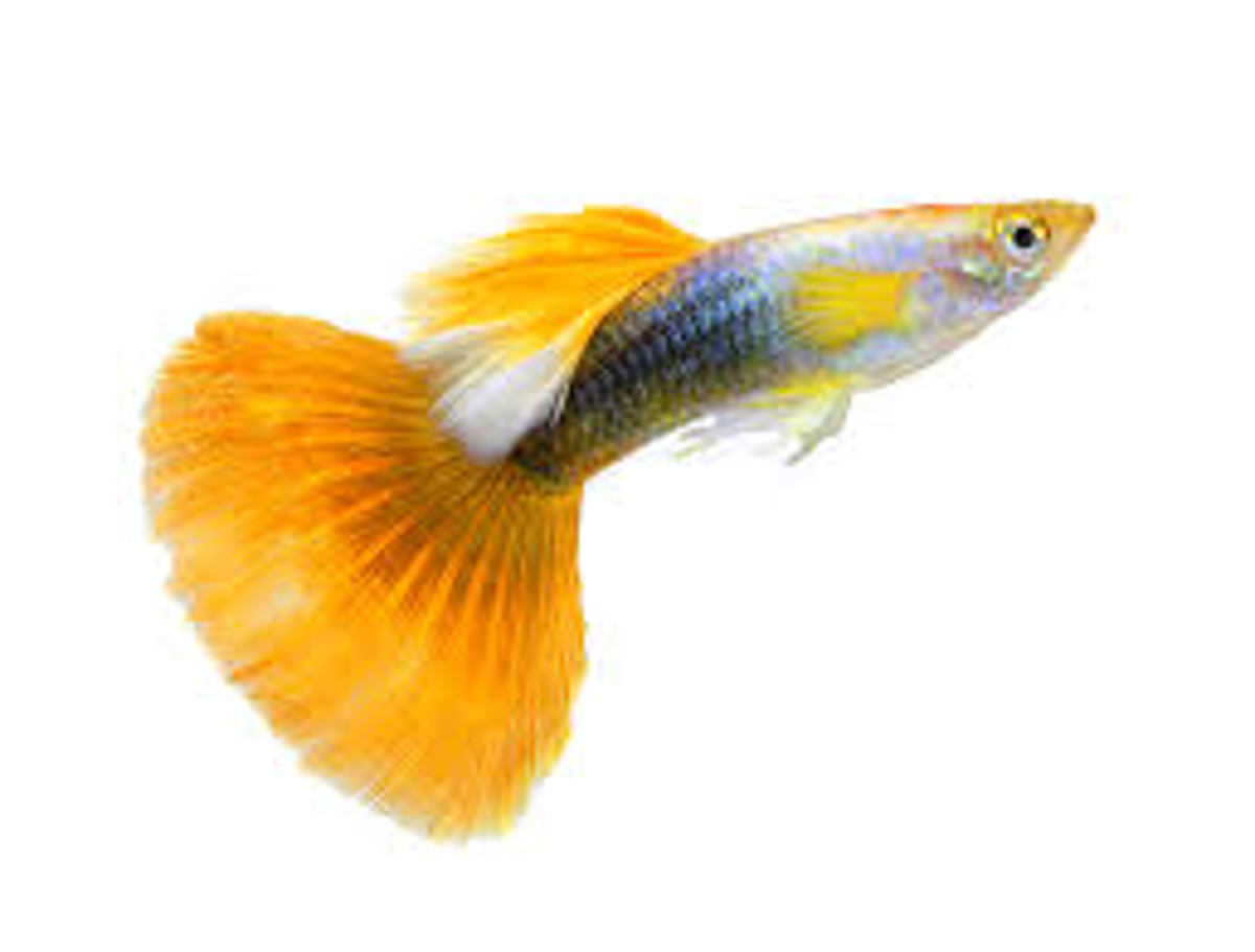 Guppy