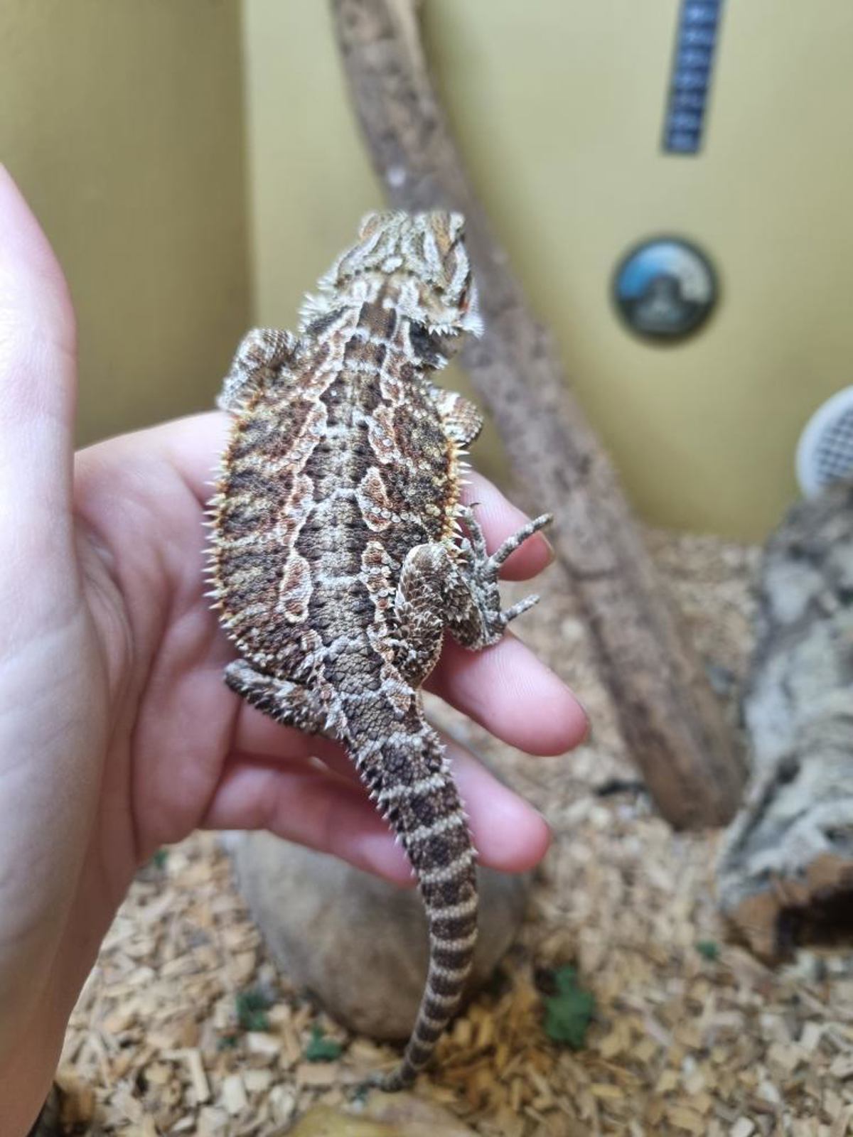 Bearded Dragon