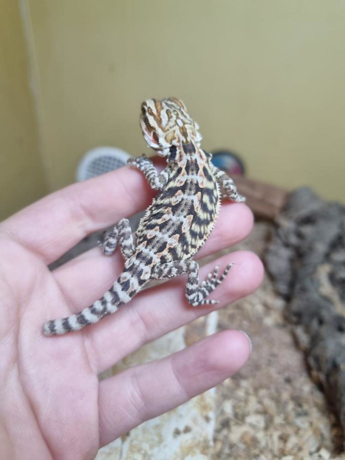 Bearded Dragon
