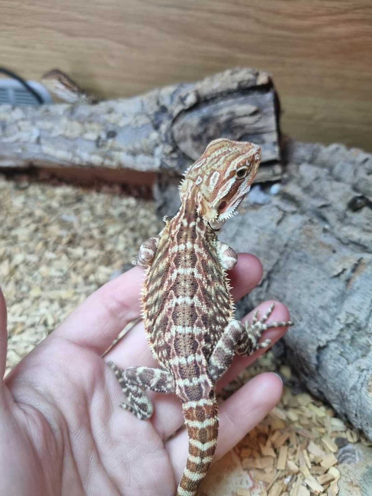 Bearded Dragon