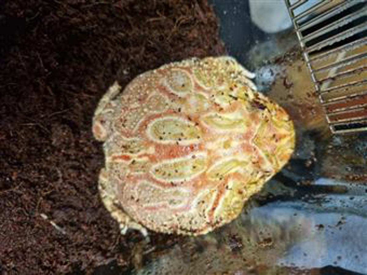 Horned Frog