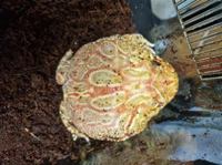 Horned Frog