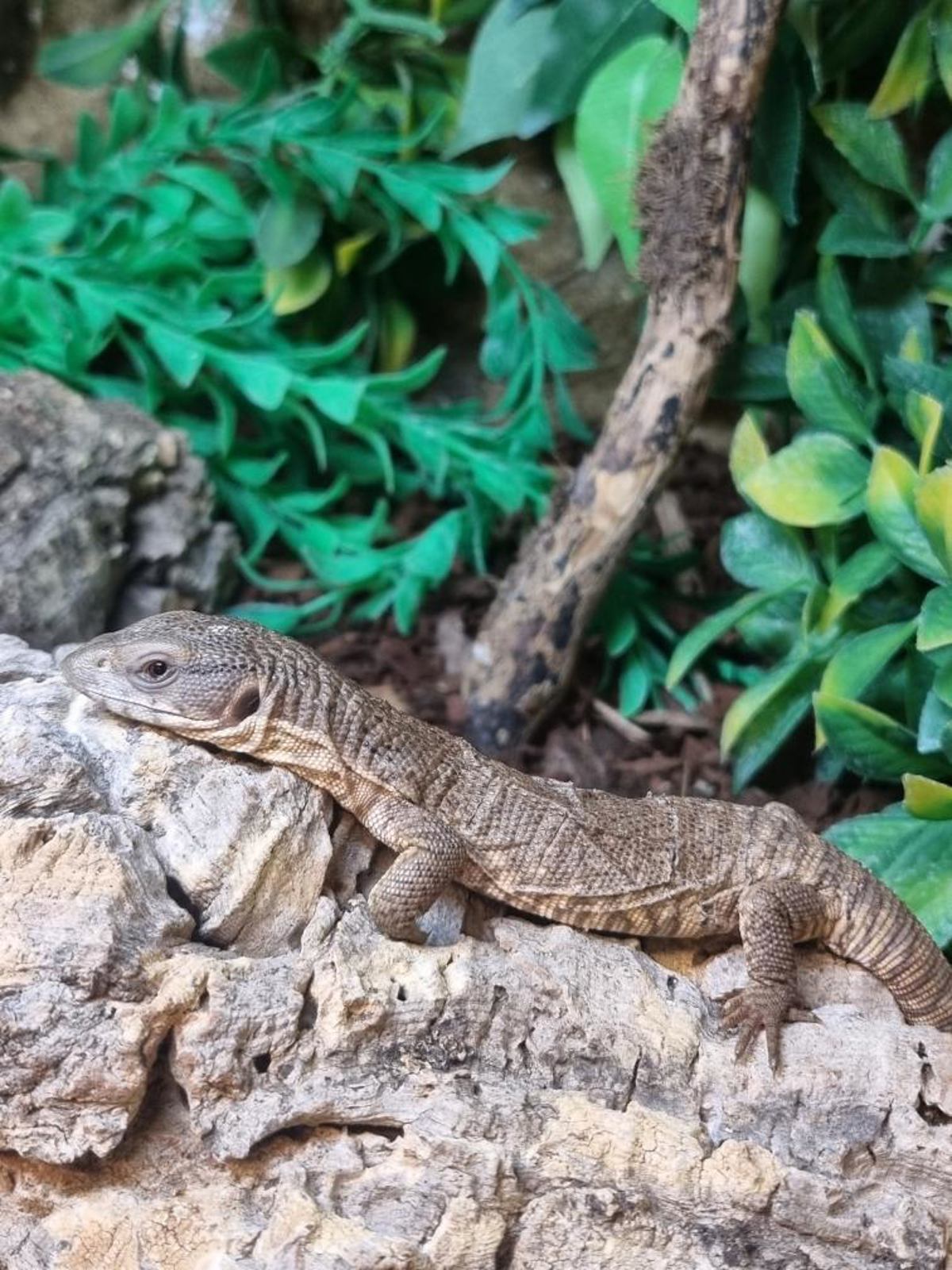 Bosc Monitor