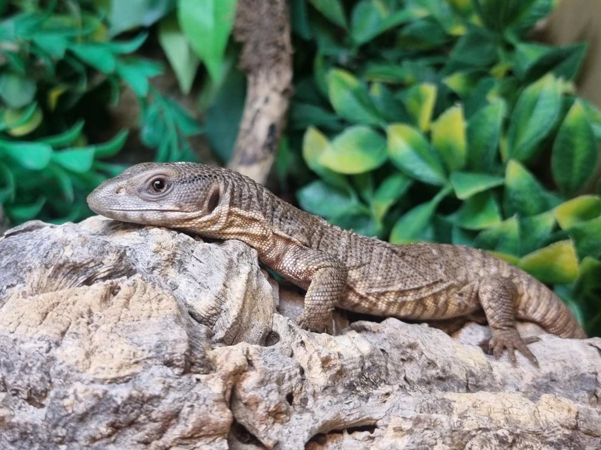 Bosc Monitor