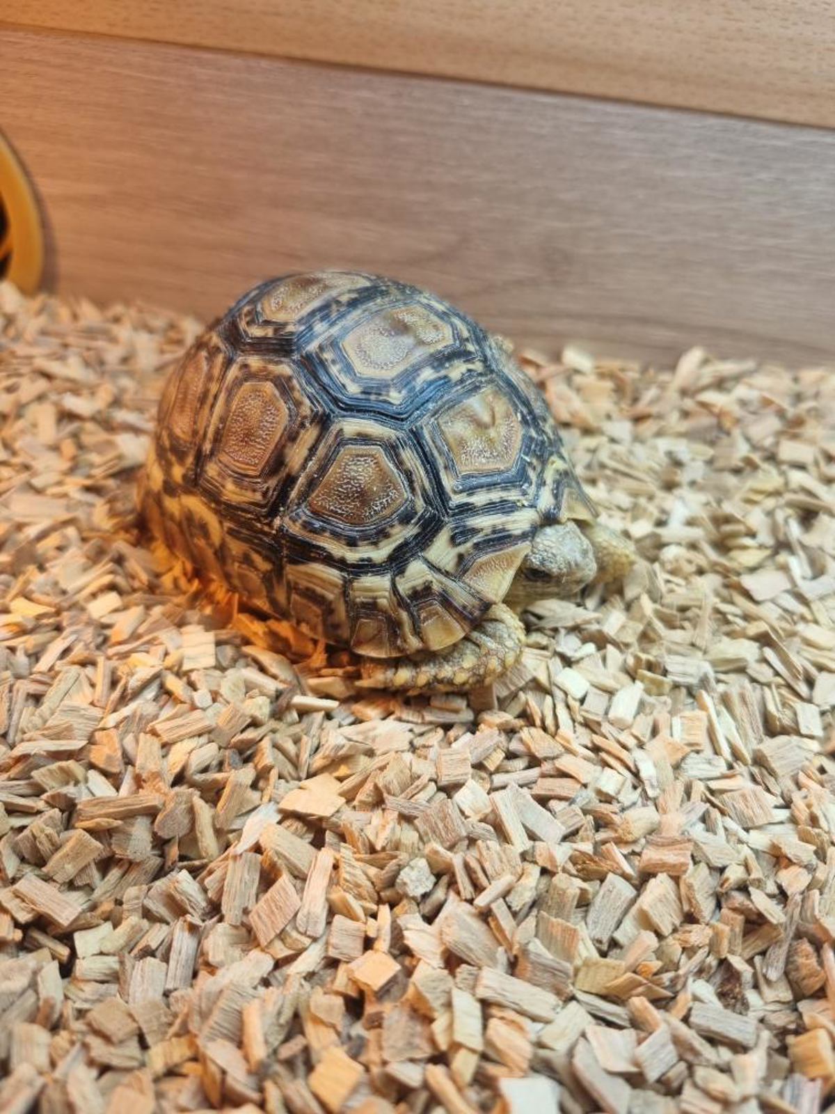 Leopard tortoise