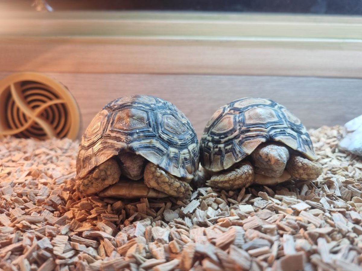 Leopard tortoise
