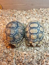 Leopard tortoise