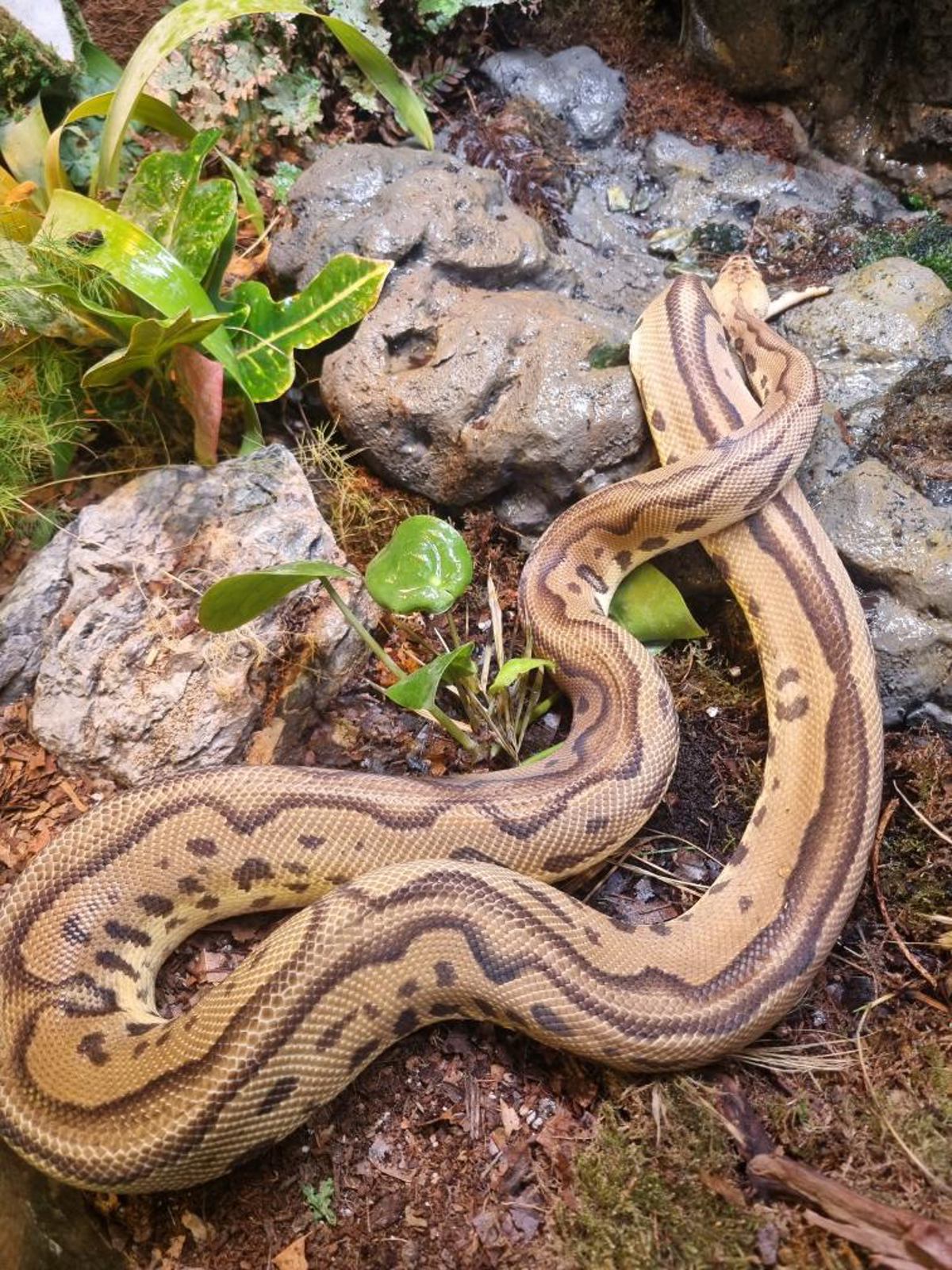 Royal Python