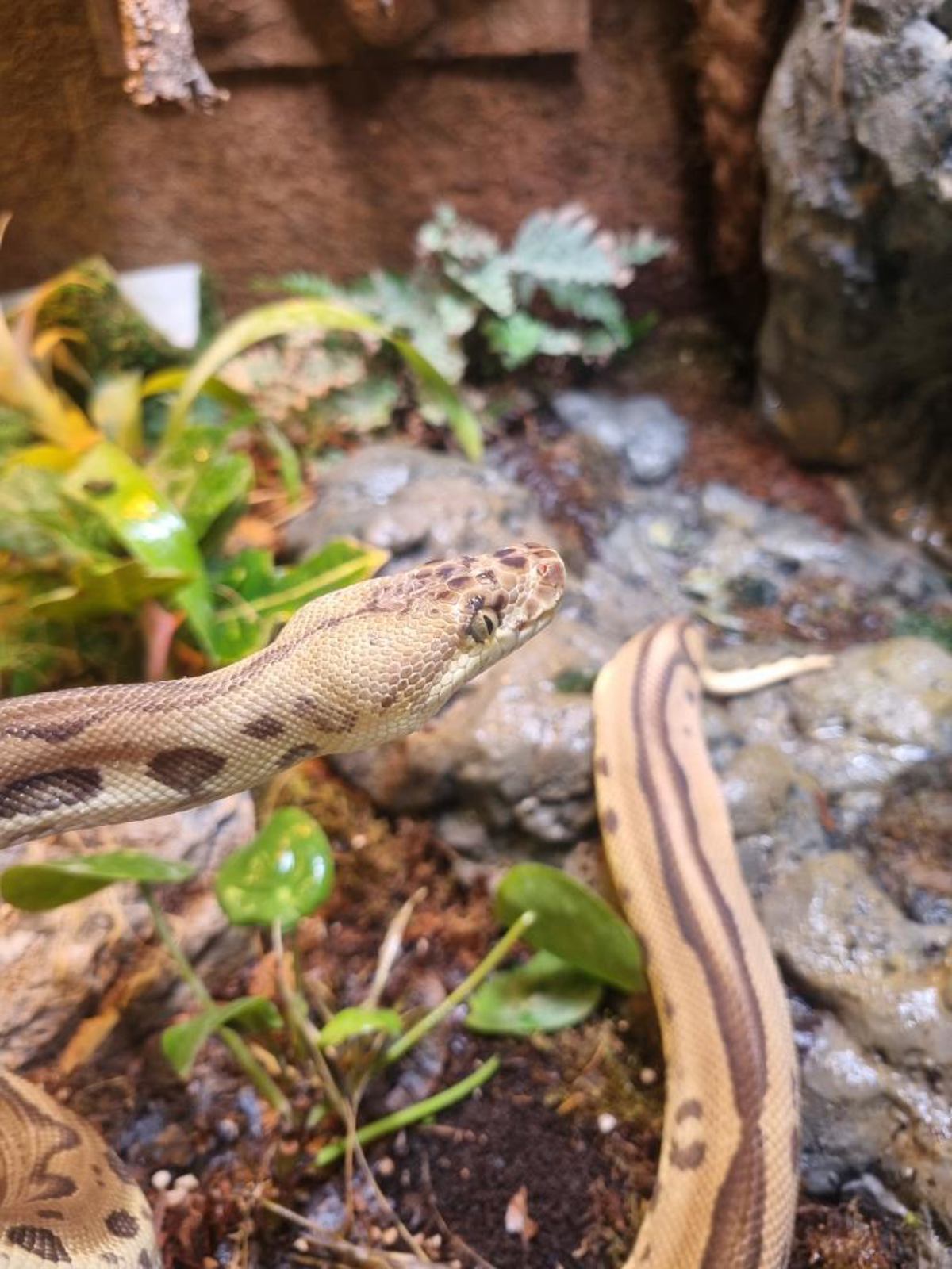 Royal Python