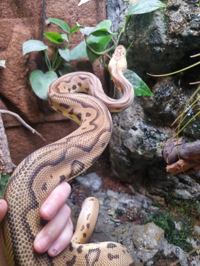 Royal Python