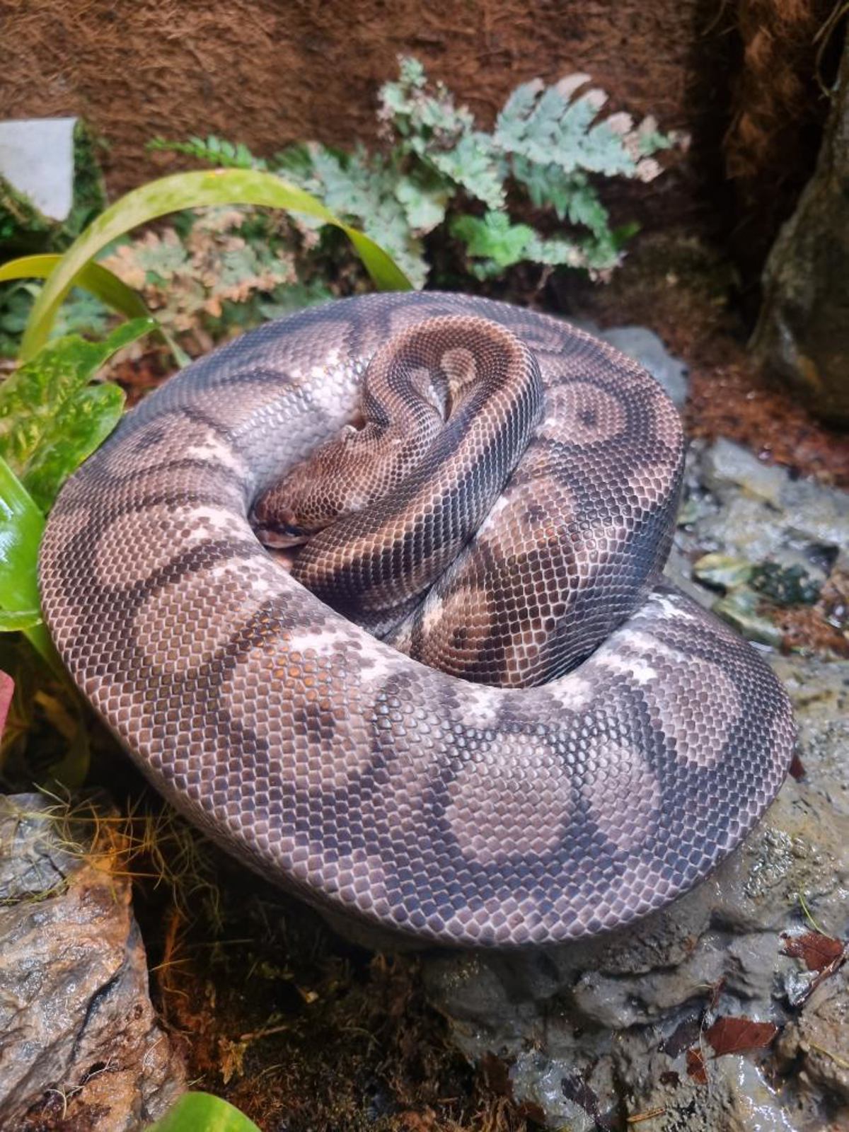 Royal Python