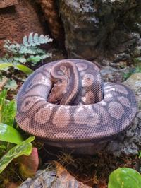 Royal Python