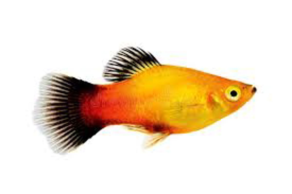 Platty