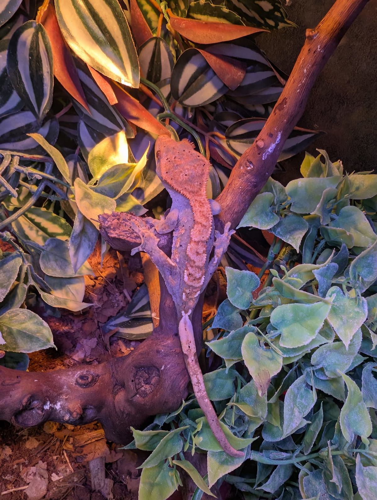Crested Gecko