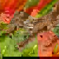 Crested Gecko