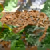 Panther chameleon