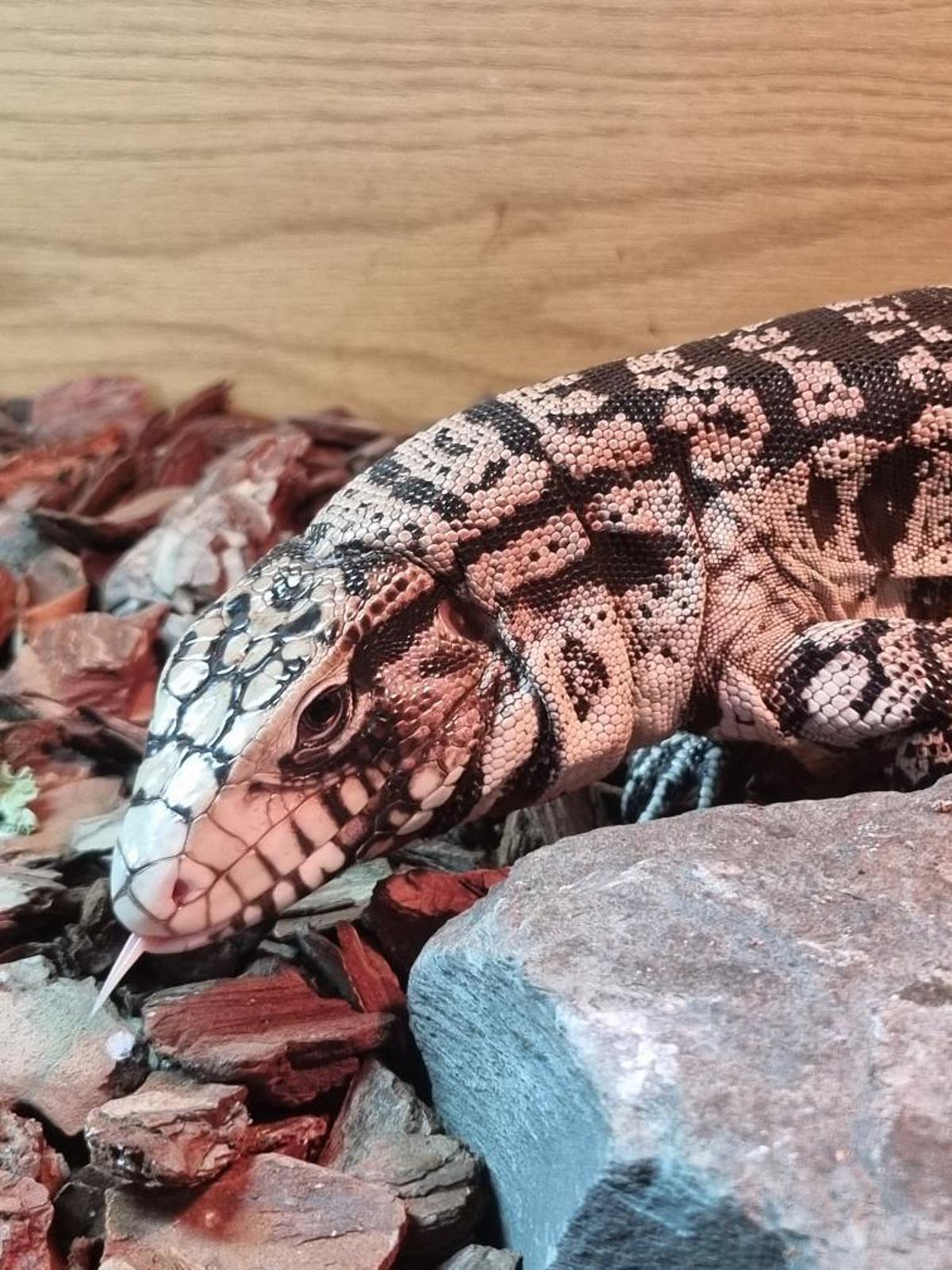 Argentine Black & White Tegu