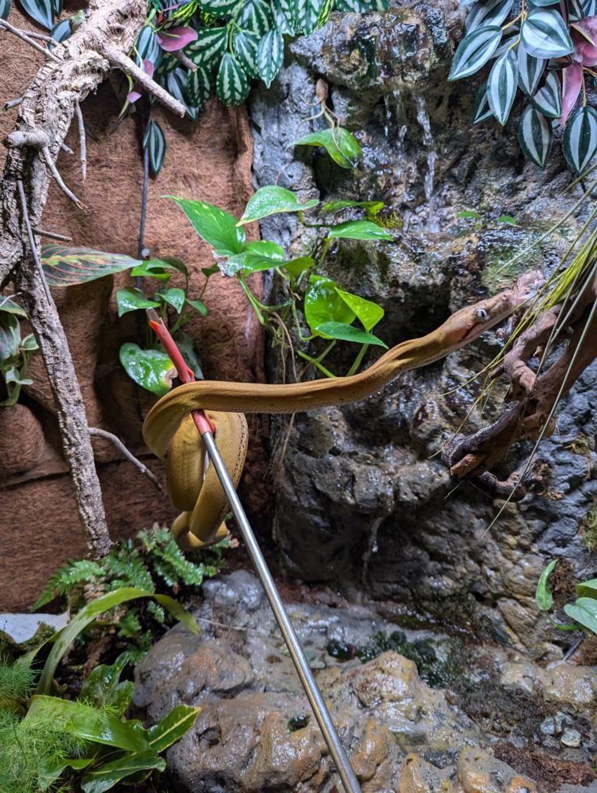 Reticulated python