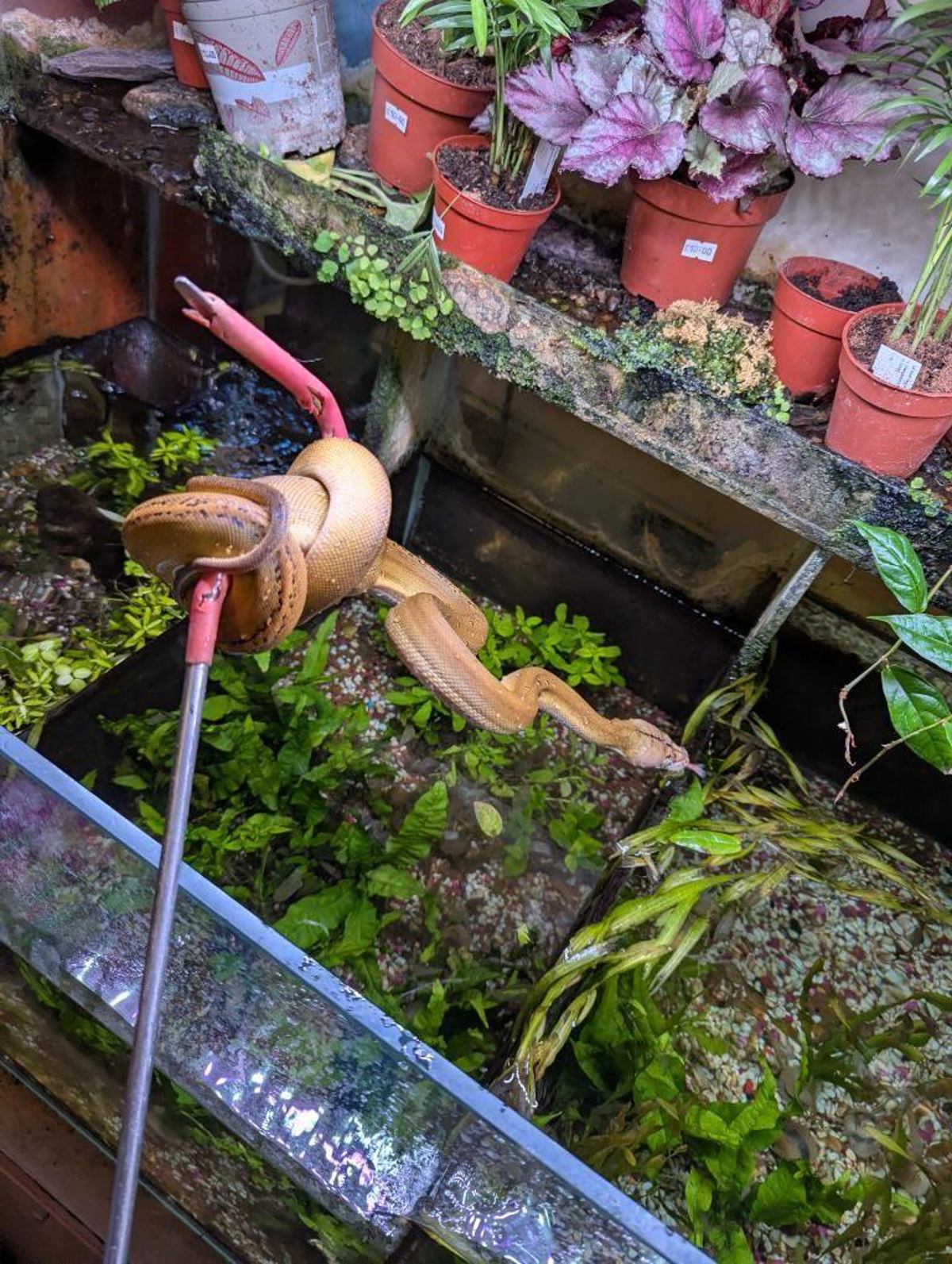 Reticulated python