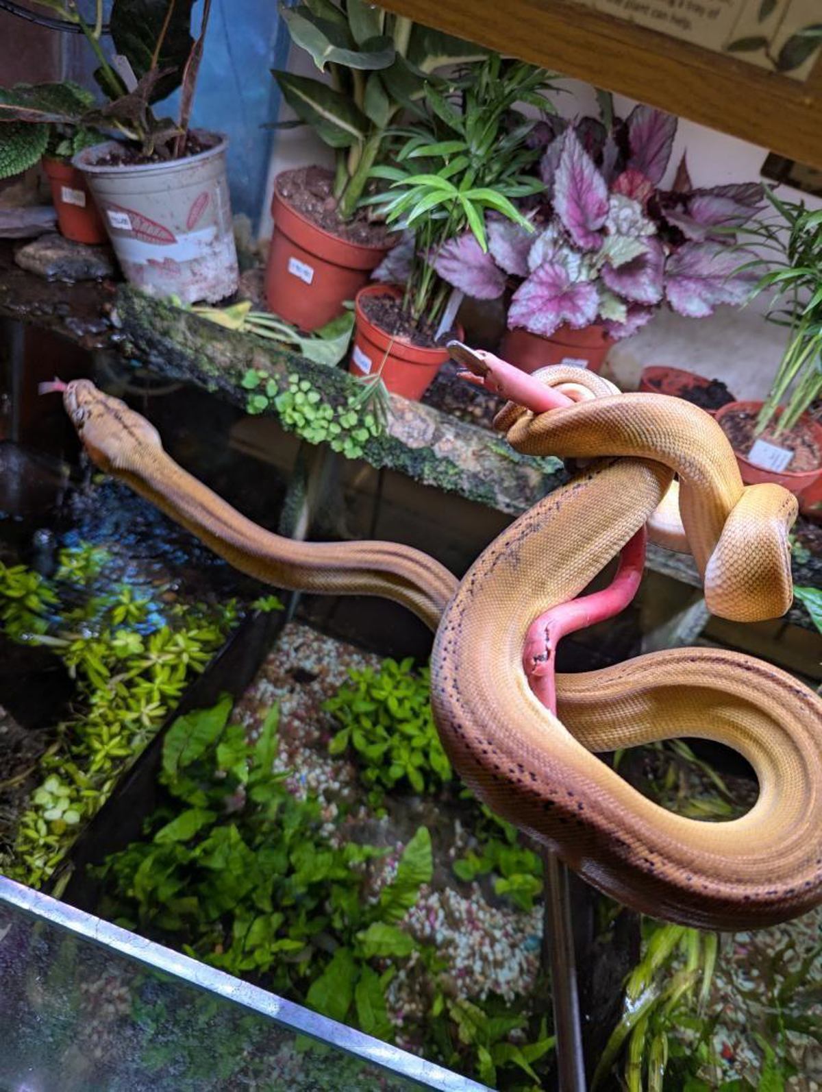 Reticulated python