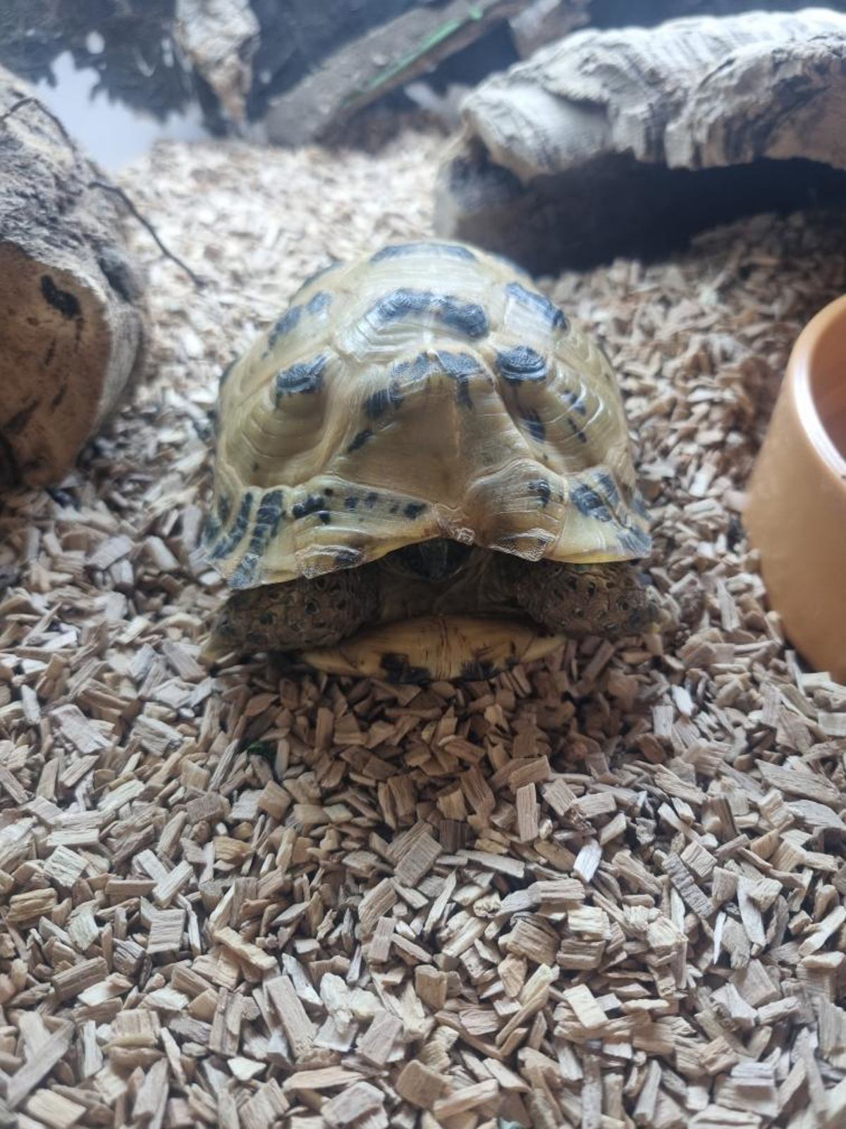 Horsefield Tortoise