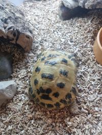 Horsefield Tortoise