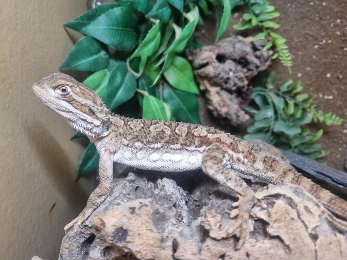 Rankins Dragon