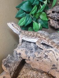 Rankins Dragon