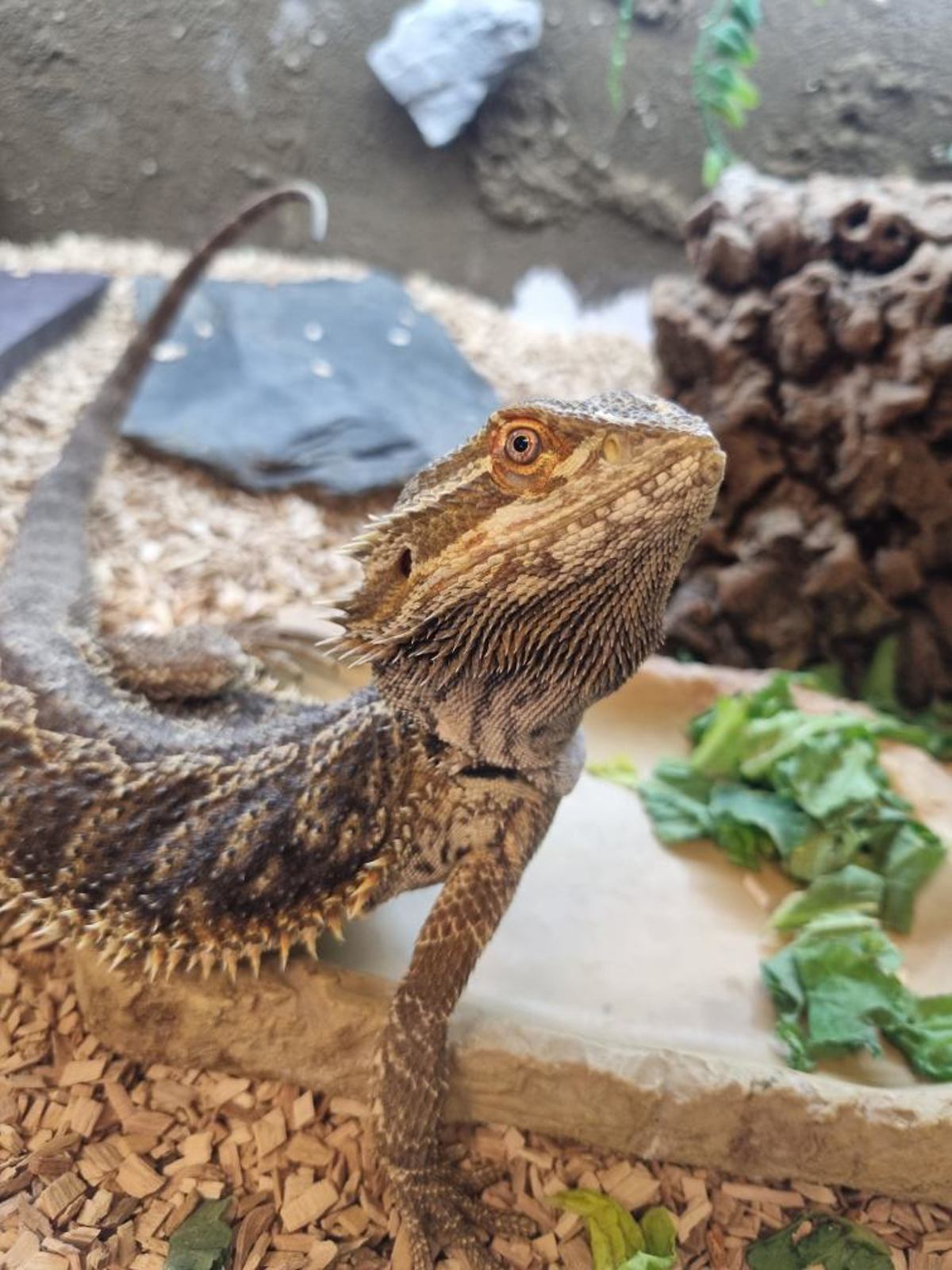 Bearded Dragon