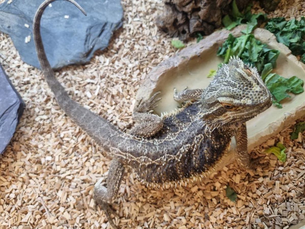 Bearded Dragon