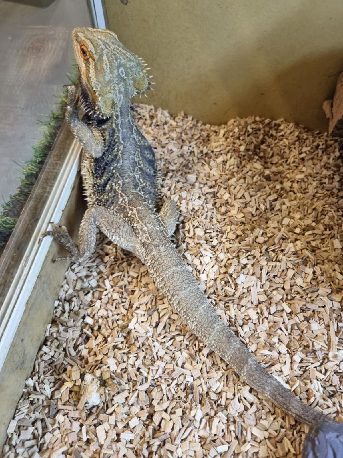 Bearded Dragon